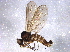  (Iteaphila subnupta - BIOUG06117-C01)  @14 [ ] CreativeCommons - Attribution (2014) CBG Photography Group Centre for Biodiversity Genomics