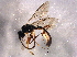  ( - BIOUG06285-G10)  @13 [ ] CreativeCommons - Attribution (2014) CBG Photography Group Centre for Biodiversity Genomics