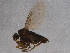  ( - BIOUG06297-F01)  @13 [ ] CreativeCommons - Attribution (2014) CBG Photography Group Centre for Biodiversity Genomics