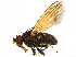  (Notiphila avia - BIOUG06510-F01)  @14 [ ] CreativeCommons - Attribution (2014) CBG Photography Group Centre for Biodiversity Genomics