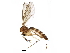 (Trichonta venosa - BIOUG06635-D01)  @15 [ ] CreativeCommons - Attribution (2016) CBG Photography Group Centre for Biodiversity Genomics