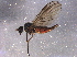  ( - BIOUG06635-D09)  @12 [ ] CreativeCommons - Attribution (2014) CBG Photography Group Centre for Biodiversity Genomics