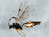  (Atractodes pauxillus - BIOUG06006-H03)  @14 [ ] CreativeCommons - Attribution (2014) CBG Photography Group Centre for Biodiversity Genomics