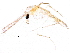  (Tanytarsus telmaticus - BIOUG07089-F05)  @13 [ ] CreativeCommons - Attribution (2016) CBG Photography Group Centre for Biodiversity Genomics