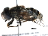  ( - BIOUG08730-A10)  @14 [ ] CreativeCommons - Attribution (2016) CBG Photography Group Centre for Biodiversity Genomics