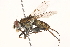  ( - BIOUG08955-H11)  @14 [ ] CreativeCommons - Attribution (2015) CBG Photography Group Centre for Biodiversity Genomics