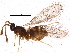  (Eustochus - BIOUG08986-G03)  @14 [ ] CreativeCommons - Attribution (2014) CBG Photography Group Centre for Biodiversity Genomics