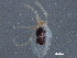  (Johnstoniana - BIOUG16759-G08)  @13 [ ] CreativeCommons - Attribution (2015) CBG Photography Group Centre for Biodiversity Genomics