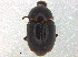  (Baeocera falsata - BIOUG17138-E02)  @13 [ ] CreativeCommons - Attribution (2015) CBG Photography Group Centre for Biodiversity Genomics