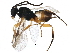  ( - BIOUG17667-B11)  @14 [ ] CreativeCommons - Attribution (2016) CBG Photography Group Centre for Biodiversity Genomics
