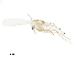  ( - BIOUG23450-A06)  @14 [ ] CreativeCommons - Attribution (2017) CBG Photography Group Centre for Biodiversity Genomics
