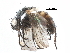  ( - BIOUG24104-B02)  @13 [ ] CreativeCommons - Attribution (2017) CBG Photography Group Centre for Biodiversity Genomics