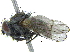  (Spilogona fatima - BIOUG19506-D11)  @15 [ ] CreativeCommons - Attribution (2015) CBG Photography Group Centre for Biodiversity Genomics