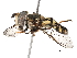  ( - BIOUG19508-H01)  @13 [ ] CreativeCommons - Attribution (2015) CBG Photography Group Centre for Biodiversity Genomics