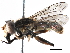  (Anasimyia anausis - BIOUG20558-C01)  @14 [ ] CreativeCommons - Attribution (2016) CBG Photography Group Centre for Biodiversity Genomics
