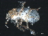  ( - BIOUG26722-H09)  @11 [ ] CreativeCommons - Attribution (2021) CBG Photography Group Centre for Biodiversity Genomics