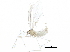  (Coccopsilis - BIOUG26745-E11)  @13 [ ] CreativeCommons - Attribution (2016) CBG Photography Group Centre for Biodiversity Genomics