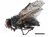  ( - BIOUG27158-F11)  @11 [ ] CreativeCommons - Attribution (2017) CBG Photography Group Centre for Biodiversity Genomics