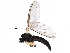  ( - BIOUG26623-C01)  @11 [ ] CreativeCommons - Attribution (2016) CBG Photography Group Centre for Biodiversity Genomics