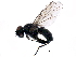  ( - BIOUG26623-C11)  @14 [ ] CreativeCommons - Attribution (2016) CBG Photography Group Centre for Biodiversity Genomics