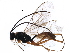 (Phygadeuontinae - BIOUG26659-E12)  @15 [ ] CreativeCommons - Attribution (2016) CBG Photography Group Centre for Biodiversity Genomics
