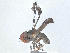  ( - BIOUG26782-B04)  @11 [ ] CreativeCommons - Attribution Share - Alike (2025) CBG Photography Group Centre for Biodiversity Genomics
