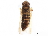  ( - BIOUG27582-D11)  @11 [ ] CreativeCommons - Attribution (2017) CBG Photography Group Centre for Biodiversity Genomics