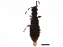  (Holoboreaphilus - BIOUG27585-E09)  @14 [ ] CreativeCommons - Attribution (2016) CBG Photography Group Centre for Biodiversity Genomics