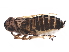  (Nothodelphax gillettei - BIOUG24641-E06)  @14 [ ] CreativeCommons - Attribution (2015) CBG Photography Group Centre for Biodiversity Genomics