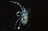  (Evadorhagidia - BIOUG25378-H09)  @14 [ ] CreativeCommons - Attribution (2016) CBG Photography Group Centre for Biodiversity Genomics