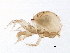  (Homocaligidae - BIOUG27465-F04)  @14 [ ] CreativeCommons - Attribution (2016) CBG Photography Group Centre for Biodiversity Genomics