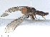  ( - BIOUG26261-B05)  @11 [ ] CreativeCommons - Attribution Share - Alike (2025) CBG Photography Group Centre for Biodiversity Genomics