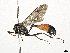  ( - BIOUG26262-H01)  @11 [ ] CreativeCommons - Attribution (2024) CBG Photography Group Centre for Biodiversity Genomics