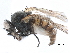  ( - BIOUG27472-D06)  @13 [ ] CreativeCommons - Attribution (2017) CBG Photography Group Centre for Biodiversity Genomics