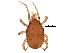  (Cheiroseius necorniger - BIOUG27621-C10)  @15 [ ] CreativeCommons - Attribution (2016) CBG Photography Group Centre for Biodiversity Genomics