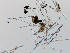  (Amphilectus - LAR-180911-7144,7148)  @11 [ ] CreativeCommons  Attribution (by)  Unspecified Unspecified