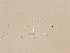 (Mycale macilenta - LAR-191029-PA290222,0224)  @11 [ ] CreativeCommons  Attribution (by)  Unspecified Unspecified