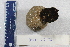 (Suberites montalbidus - P066-120425-1)  @11 [ ] CreativeCommons  Attribution (by)  Unspecified Unspecified
