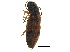  ( - BIOUG05859-D08)  @11 [ ] CreativeCommons - Attribution (2018) CBG Photography Group Centre for Biodiversity Genomics