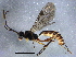  ( - BIOUG06522-E12)  @14 [ ] CreativeCommons - Attribution (2014) CBG Photography Group Centre for Biodiversity Genomics