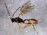  ( - BIOUG06577-C09)  @14 [ ] CreativeCommons - Attribution (2014) CBG Photography Group Centre for Biodiversity Genomics