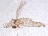 (Aprionus spiniger - BIOUG06583-C02)  @12 [ ] CreativeCommons - Attribution (2014) CBG Photography Group Centre for Biodiversity Genomics