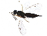  (Dinotiscus eupterus - BIOUG20326-D12)  @15 [ ] CreativeCommons - Attribution (2016) CBG Photography Group Centre for Biodiversity Genomics