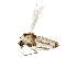  (Limnophyes sp. 14ES - BIOUG20601-A05)  @14 [ ] CreativeCommons - Attribution (2015) CBG Photography Group Centre for Biodiversity Genomics