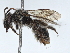  ( - BIOUG26272-G05)  @11 [ ] CreativeCommons - Attribution (2021) CBG Photography Group Centre for Biodiversity Genomics