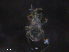  ( - BIOUG26462-D10)  @11 [ ] CreativeCommons - Attribution (2019) CBG Photography Group Centre for Biodiversity Genomics