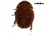  (Anogdus obsoletus - BIOUG26605-A05)  @15 [ ] CreativeCommons - Attribution (2016) CBG Photography Group Centre for Biodiversity Genomics