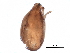  (Oripodidae - BIOUG26608-G10)  @13 [ ] CreativeCommons - Attribution (2016) CBG Photography Group Centre for Biodiversity Genomics
