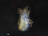  ( - BIOUG26649-H10)  @11 [ ] CreativeCommons - Attribution (2019) CBG Photography Group Centre for Biodiversity Genomics
