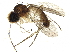  ( - BIOUG26831-H06)  @13 [ ] CreativeCommons - Attribution (2016) CBG Photography Group Centre for Biodiversity Genomics